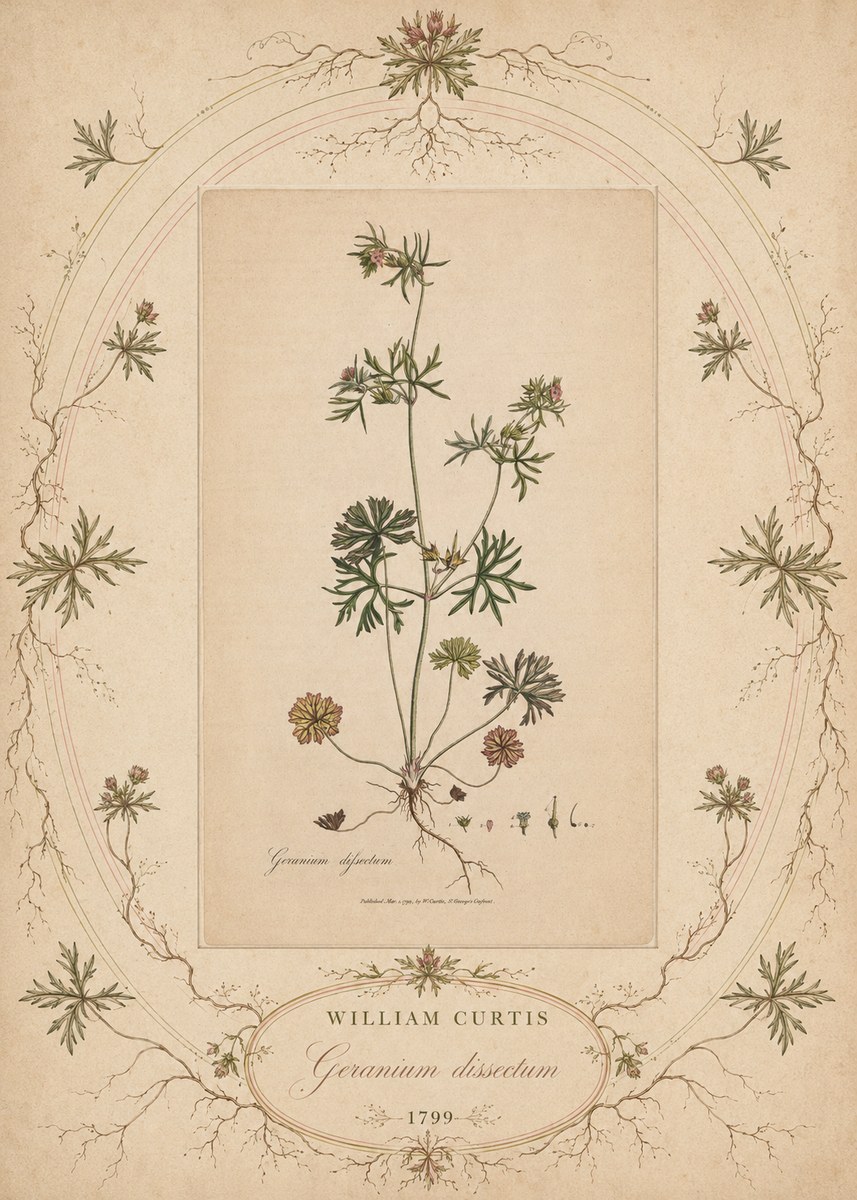 William Curtis Geranium Dissectum II No5 - Póster