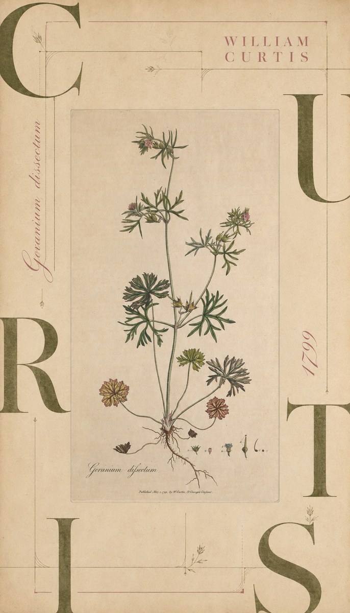 William Curtis Geranium Dissectum II No6 - Póster