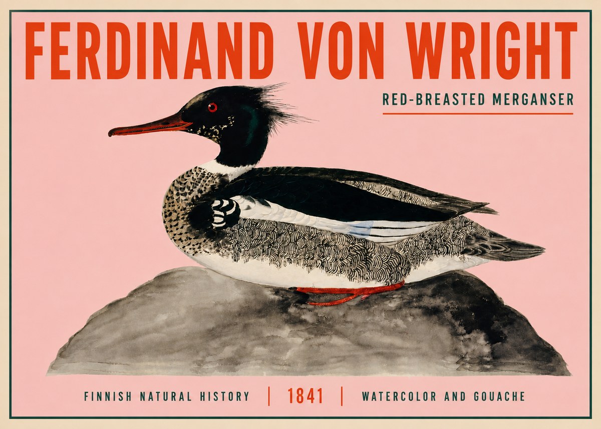 Ferdinand von Wright Red-breasted Merganser No3 - Póster