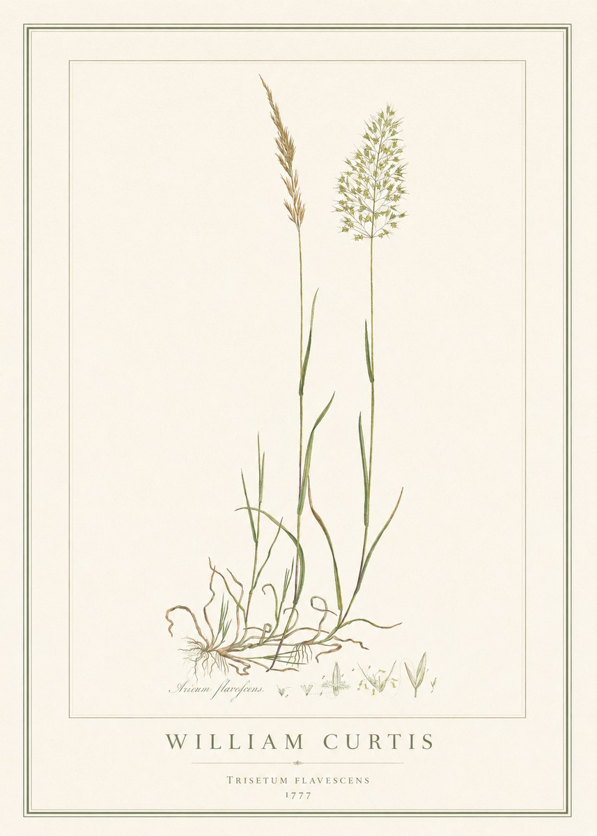 William Curtis Trisetum Flavescens III No1 - Póster
