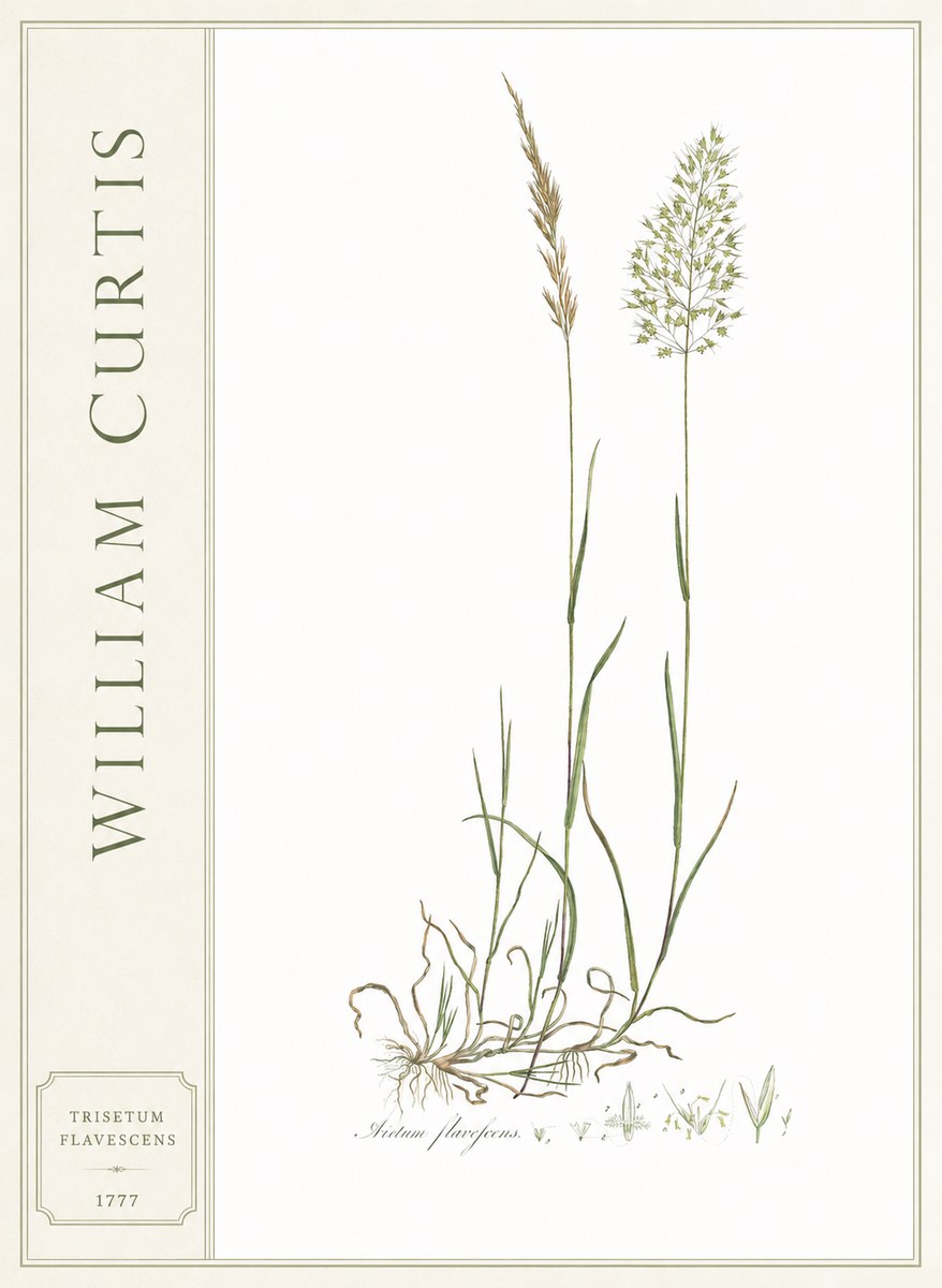 William Curtis Trisetum Flavescens III No2 - Póster