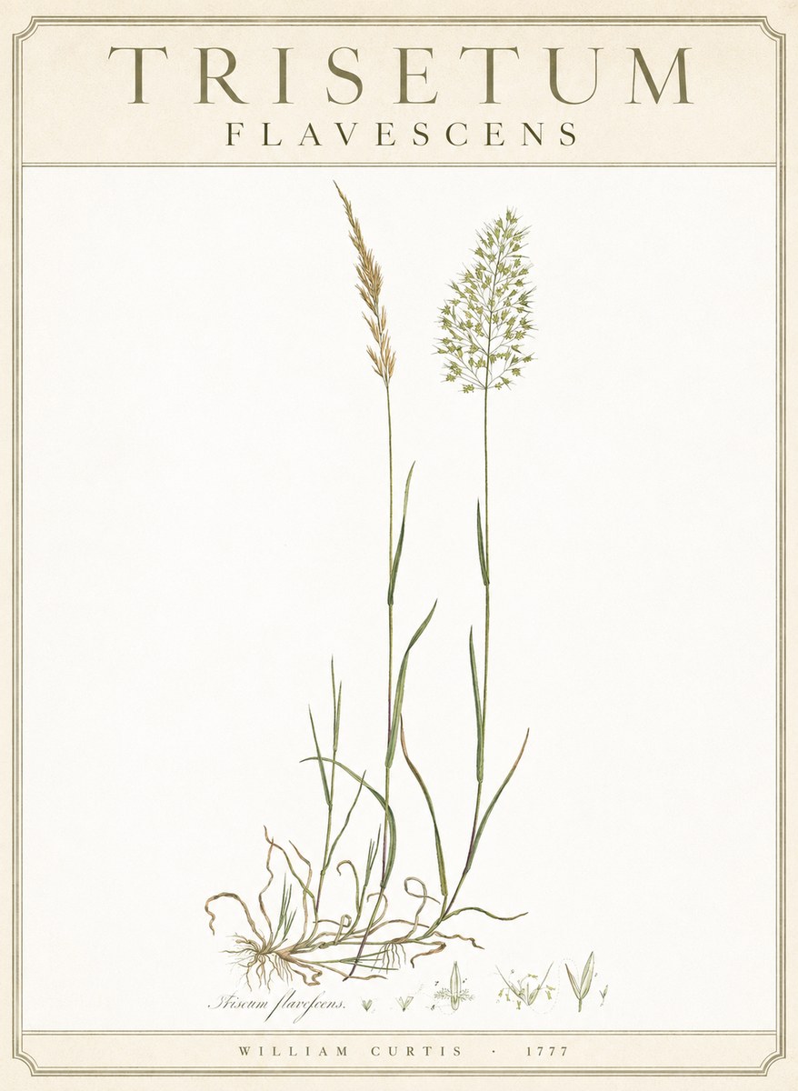 William Curtis Trisetum Flavescens III No3 - Póster