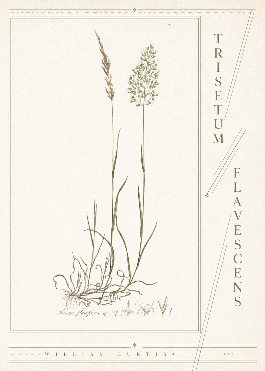 William Curtis Trisetum Flavescens III No4 - Póster