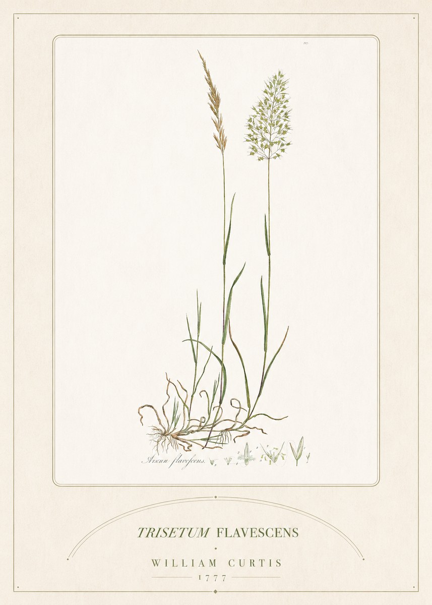 William Curtis Trisetum Flavescens III No5 - Póster