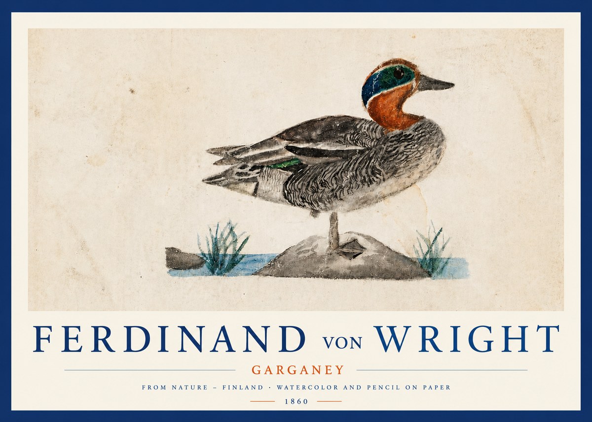 Ferdinand von Wright Garganey No3 - Póster