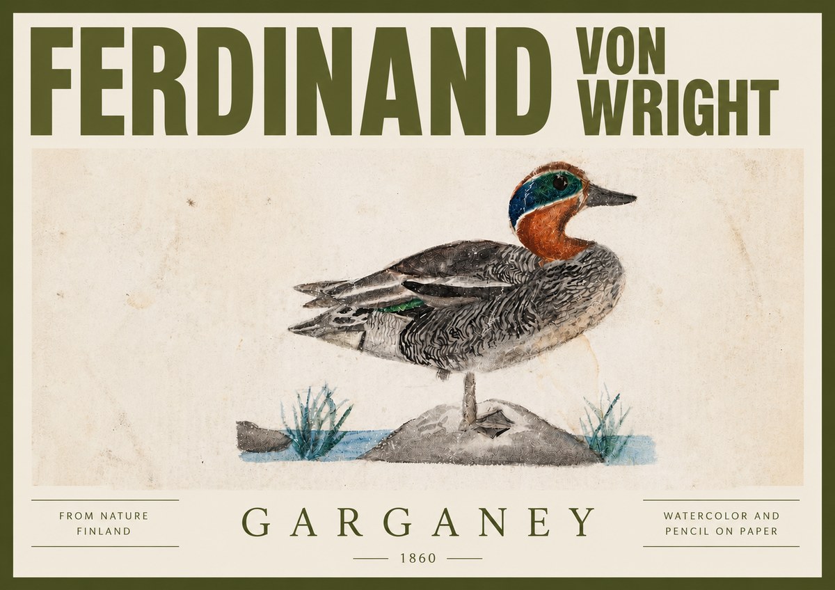 Ferdinand von Wright Garganey No4 - Póster