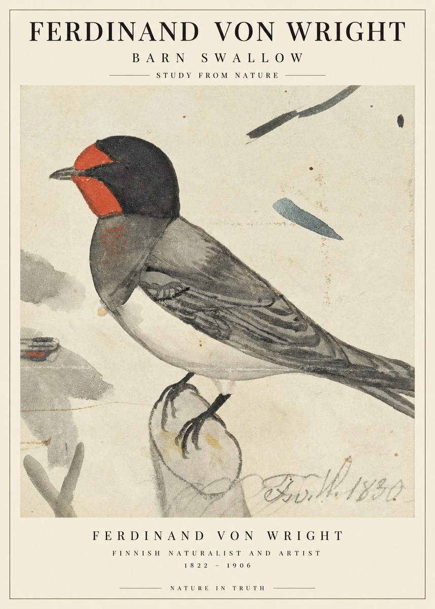 Ferdinand von Wright The Swallow No3 - Póster