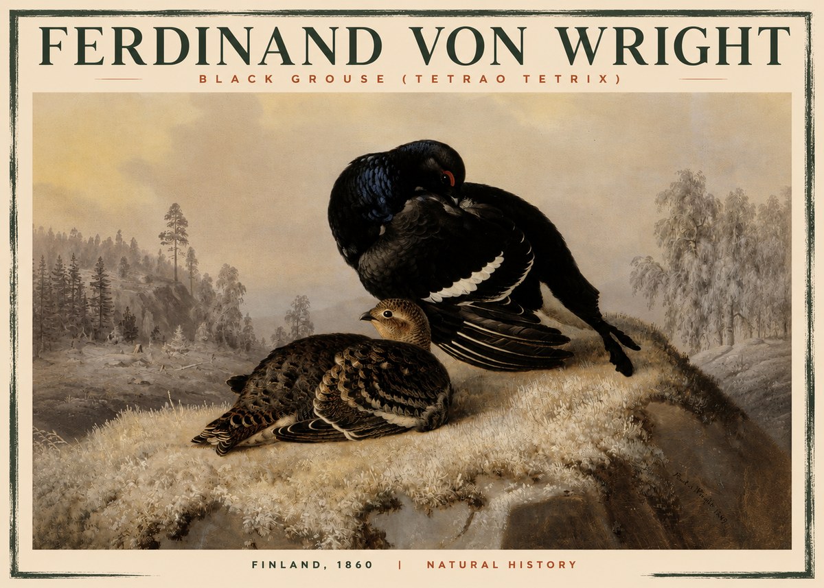 Ferdinand von Wright Black Grouse (Tetrao Tetrix) No2 - Póster