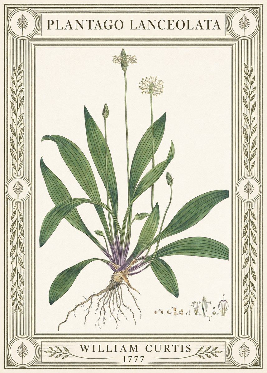 William Curtis Plantago Lanceolata IV No4 - Póster
