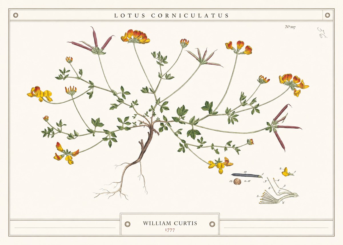 William Curtis Lotus Corniculatus III No4 - Póster