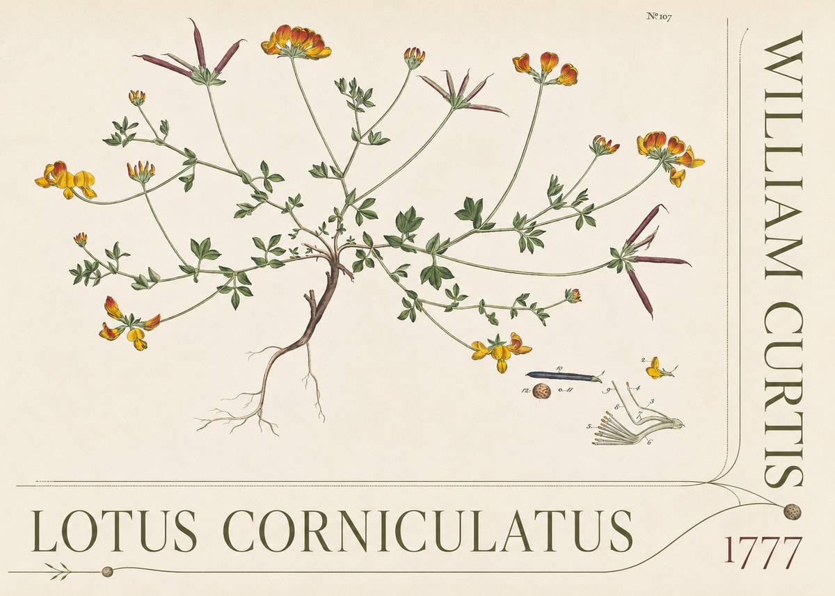 William Curtis Lotus Corniculatus III No5 - Póster
