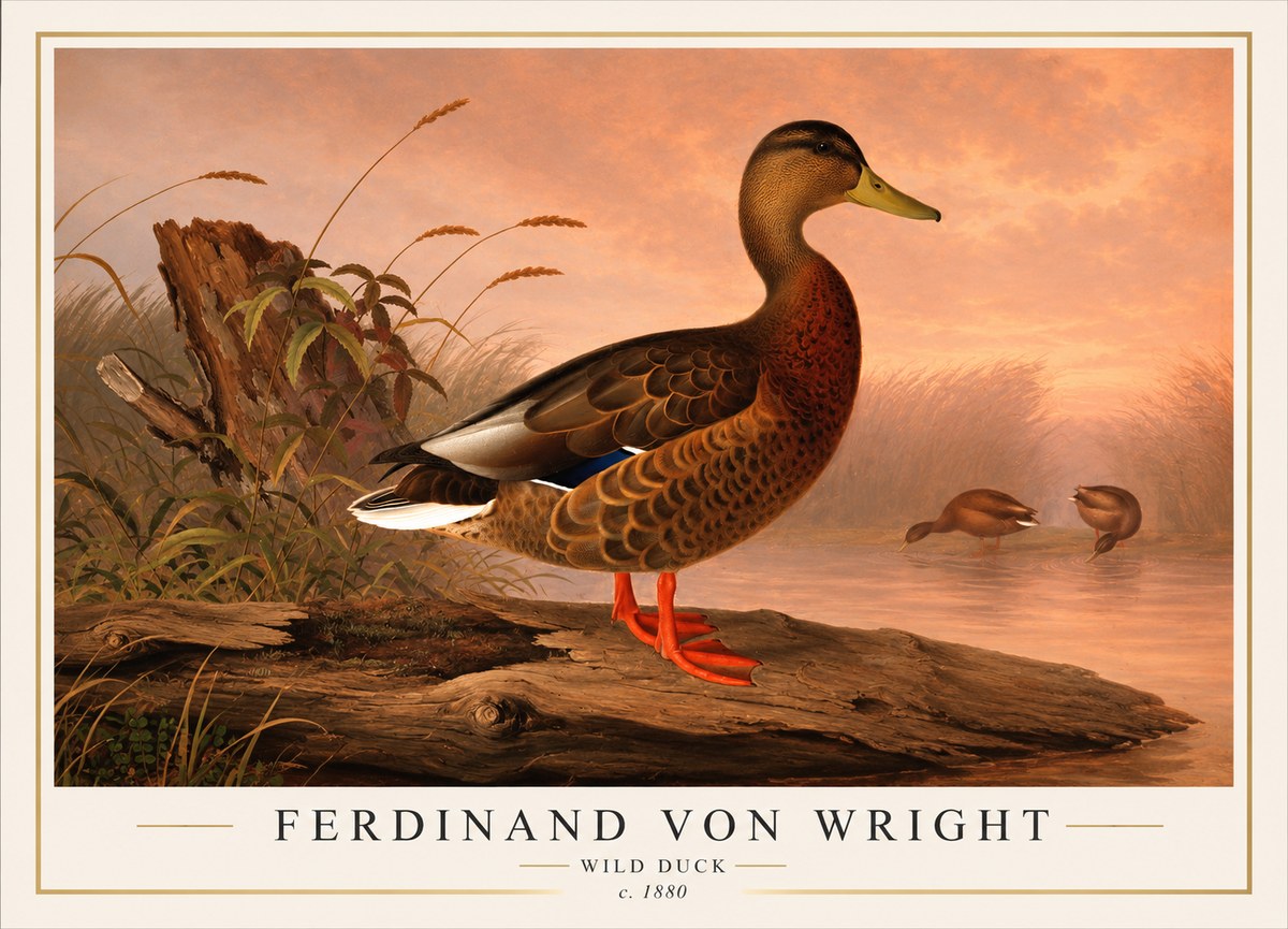 Ferdinand von Wright Wild Duck No1 - Póster