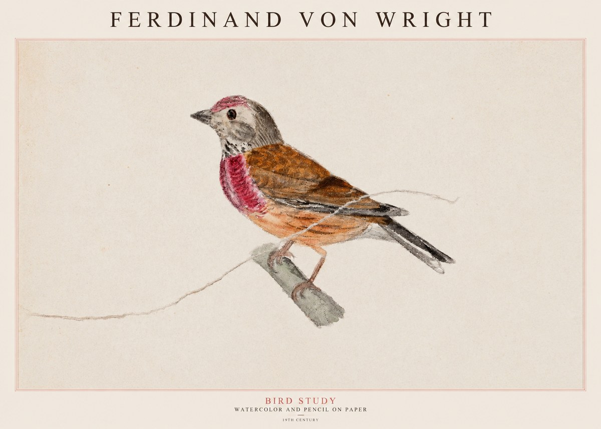 Ferdinand von Wright Bird Study No1 - Póster