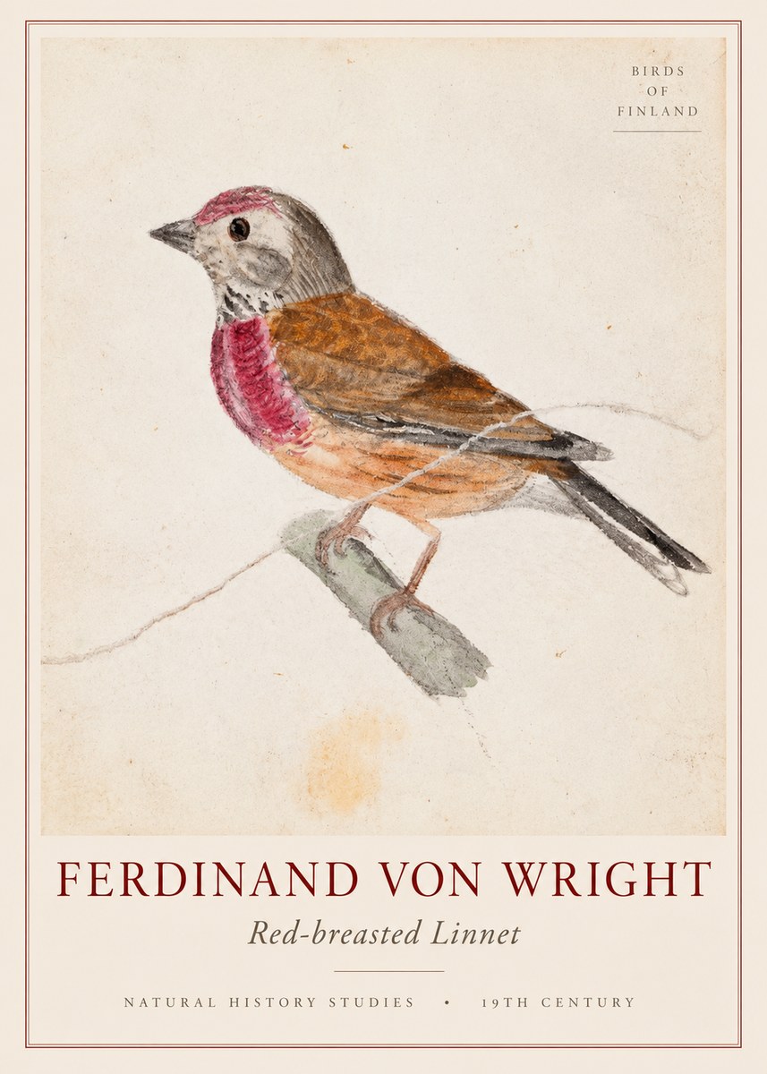 Ferdinand von Wright Bird Study No3 - Póster